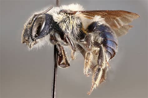 A Rare Blue Bee Scientists Thought Might Have Become Extinct Has Been