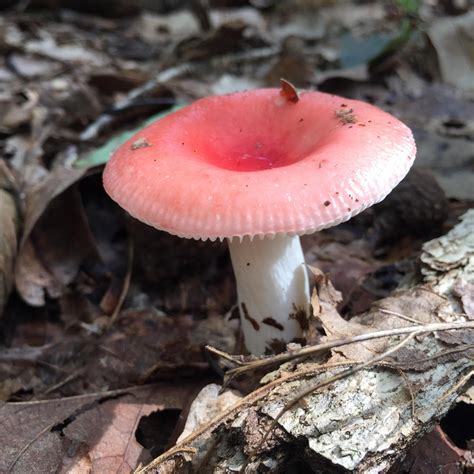 Pink Mushroom With A Divot On Top Collecting Raindrops Rothrock State