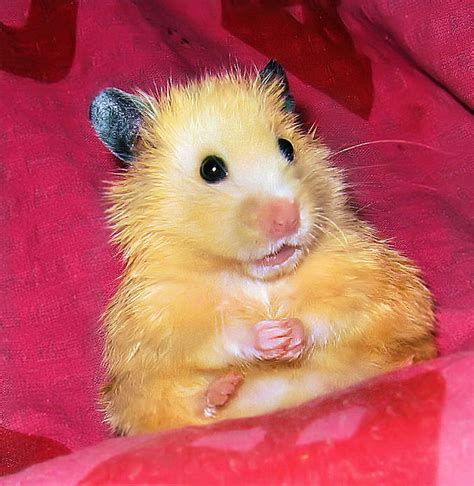 Unexpectedly Funny Things To Do With Hamsters When Youre Bored The