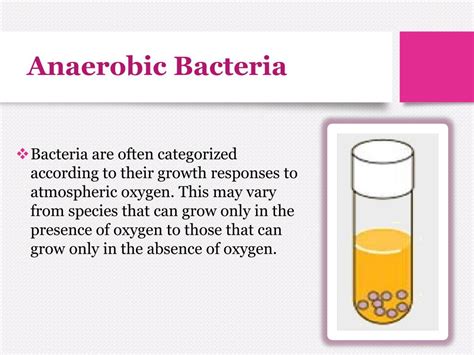 Ppt Bacteria Oxygen Requirements And Anaerobic Bacteria Powerpoint