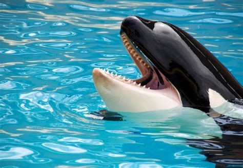 Scientists Trained An Orca To Imitate Human Speech