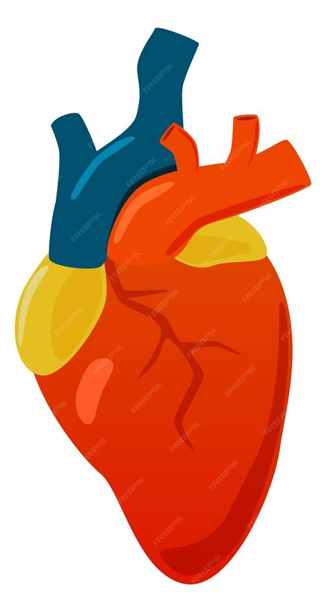 Contour Vector Outline Drawing Of Human Heart Organ Stock Vector