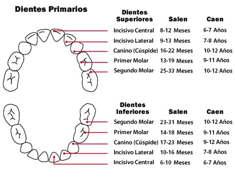 Cómo se enumeran los dientes Clínica Dental Everest