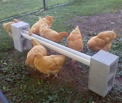 Maybe you would like to learn more about one of these? DIY Cinder Block Chicken Feeder