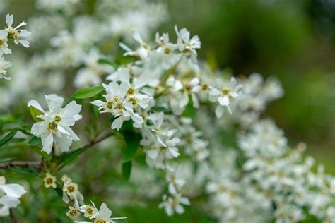 Silk bushes and hanging floral bushes help decorate an event or your home year round, shop our premium selection of diy silk flower arranging. 20+ Of The Best White Flowering Shrubs | White flowering ...