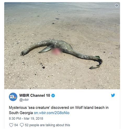 Mystery Sea Creature Washes Up On Georgia Beach Usa