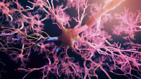 Real Neuron Synapse Network 3d Animation Flight Through Brain Nervous