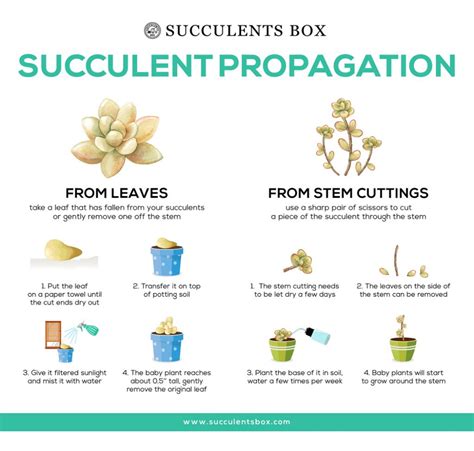 Tips On Succulent Propagation From Leaves And Cuttings