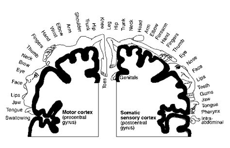 The nervous system enables humans to react to their surroundings and to coordinate their behaviour. Blank Nervous System Diagram : Human Physiology Neurons The Nervous System Ii : The nervous ...