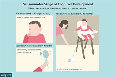 So these are the four stages that piaget describes in his theory of cognitive development. The Sensorimotor Stage of Cognitive Development