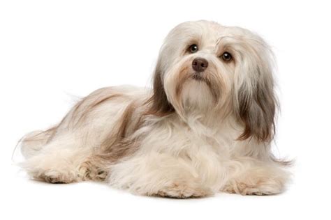 24 Cute Havanese Haircut Ideas Different Types And Styles