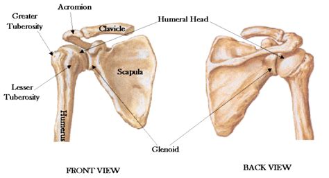 Shoulder Joint Ligament Injurysingapore Orthopaedic Surgeon