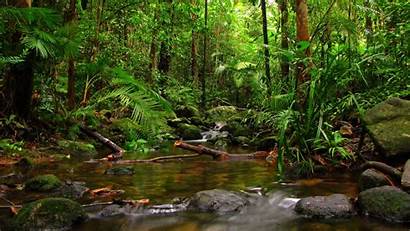 Tropical Rainforest Rain Forest Wallpapers Amazing Phone