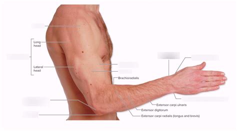 Upper Limb Surface Anatomy Diagram Quizlet
