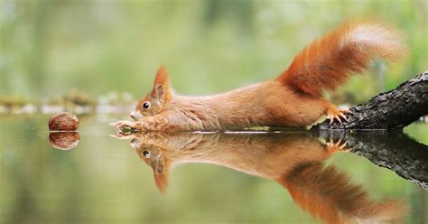 30 Amusing Wildlife Photos By Award Winning Austrian Photographer
