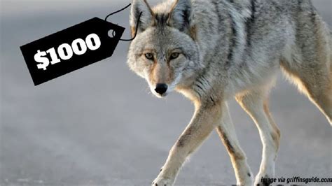 International Animal Advocacy Group Shames Sc For Coyote Bounty Hunt Bill