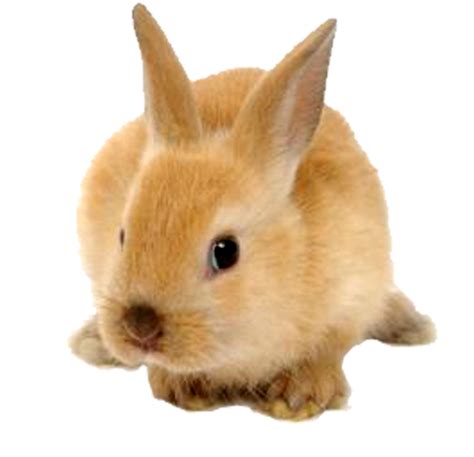 Cute Rabbit Png Transparent Background Free Download 40326 Freeiconspng