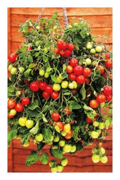 Easy Ways In Growing Tomatoes In Pots Various Techniques And