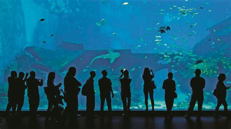 Sea Aquarium At Resorts World Sentosa Things To Do In Sentosa Singapore