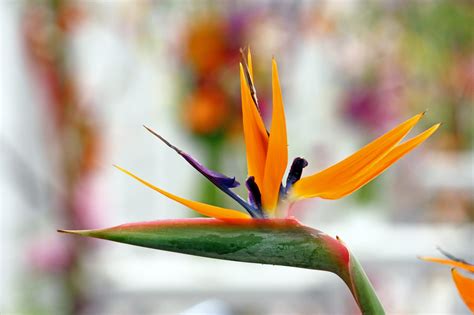 Are Bird Of Paradise Safe For Cats And Dogs