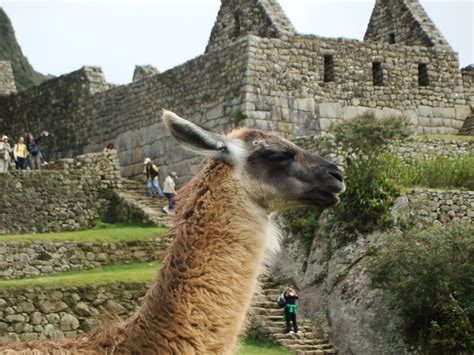Lama At Machu Picchu Machu Picchu Bolivia South America Peru Places