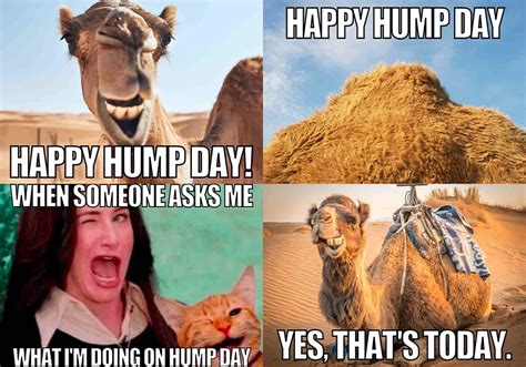 100 Happy Hump Day Funny Meme Meme Funny