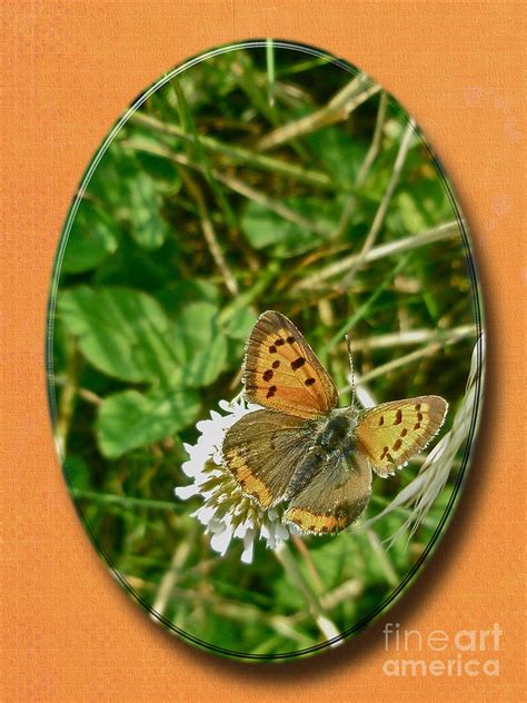 American Copper Butterfly Lycaena Phlaeas Photograph By