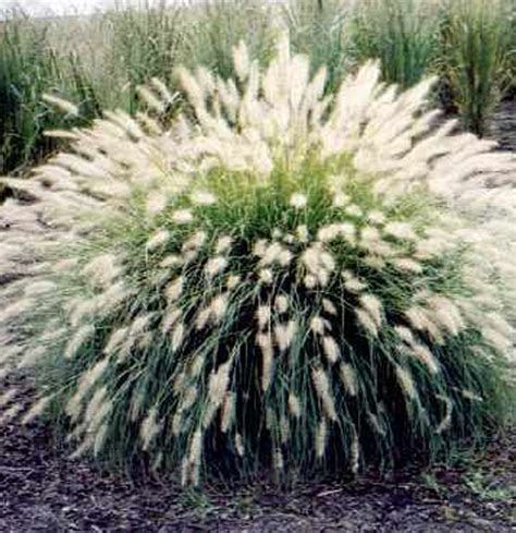 It grows in clumps that are around 3 to 5 feet in both height and spread. Dwarf Fountain Grass | Altum's | Zionsville, IN