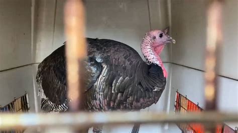 notoriously aggressive turkey in oakland california captured by wildlife expert posing as frail