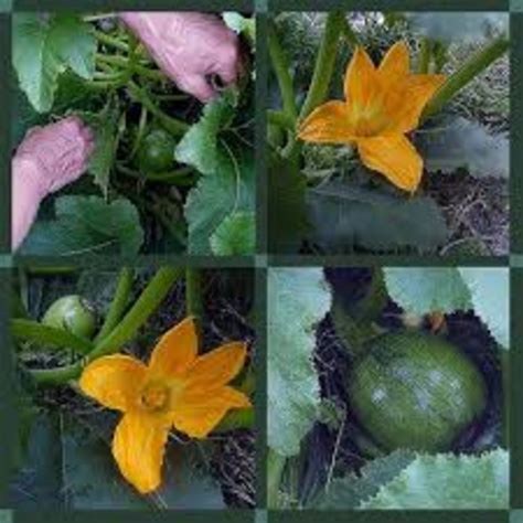 Lesson Growing A Pumpkin Betterlesson