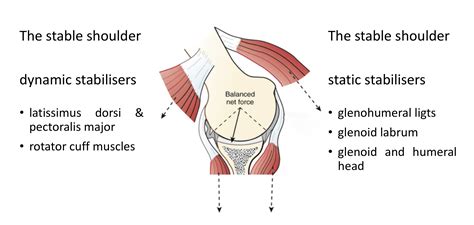 Fig 5 The Shoulder In Equilibrium The Static And Dynamic Stabilisers