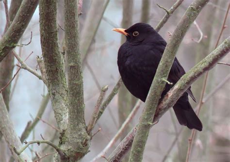 Black Bird Red Beak Free Image Download