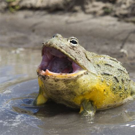 Bullfrog Picture Bilscreen