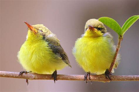 Yellow Bird Wallpapers Top Free Yellow Bird Backgrounds Wallpaperaccess
