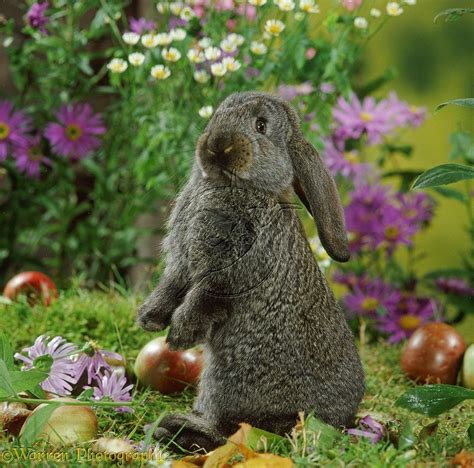 Steel French Lop Baby Rabbit Among Flowers Photo French Lop Rabbit