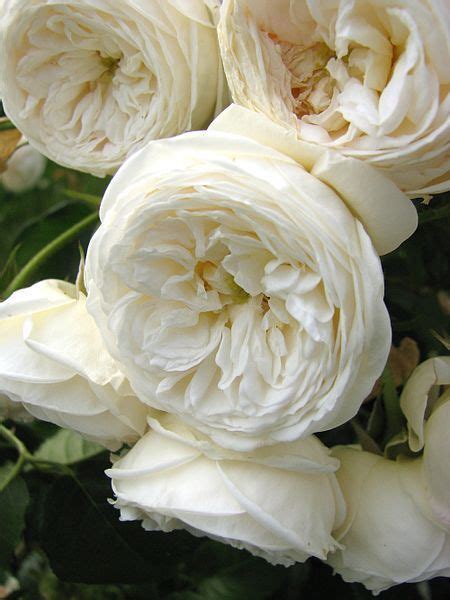 The mix of buds and flowers on the same plant is a sensational combination. 23 best Garden roses (Look like peonies) images on ...