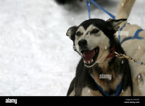 Sled Dog Stock Photo Alamy