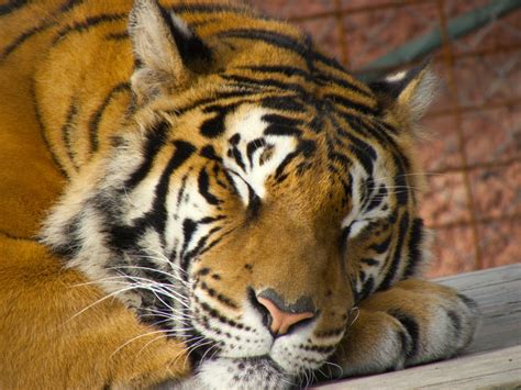 Another Five Tigers Are Dead Clean Malaysia