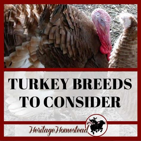 What Is A Group Of Turkeys Called And History Behind Name