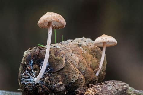 Magical Mushrooms How Mycelium Is Changing The Future Of Design