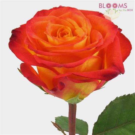 Rose Circus 50 Cm Wholesale Blooms By The Box