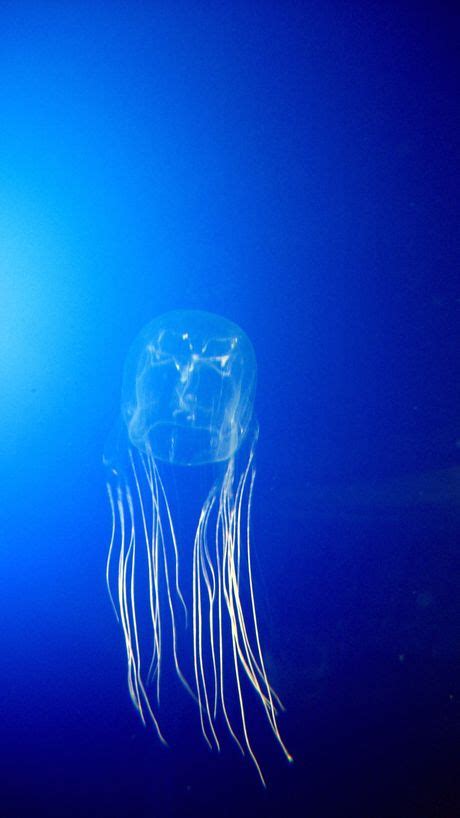 Box Jellyfish Creationwiki The Encyclopedia Of Creation Science