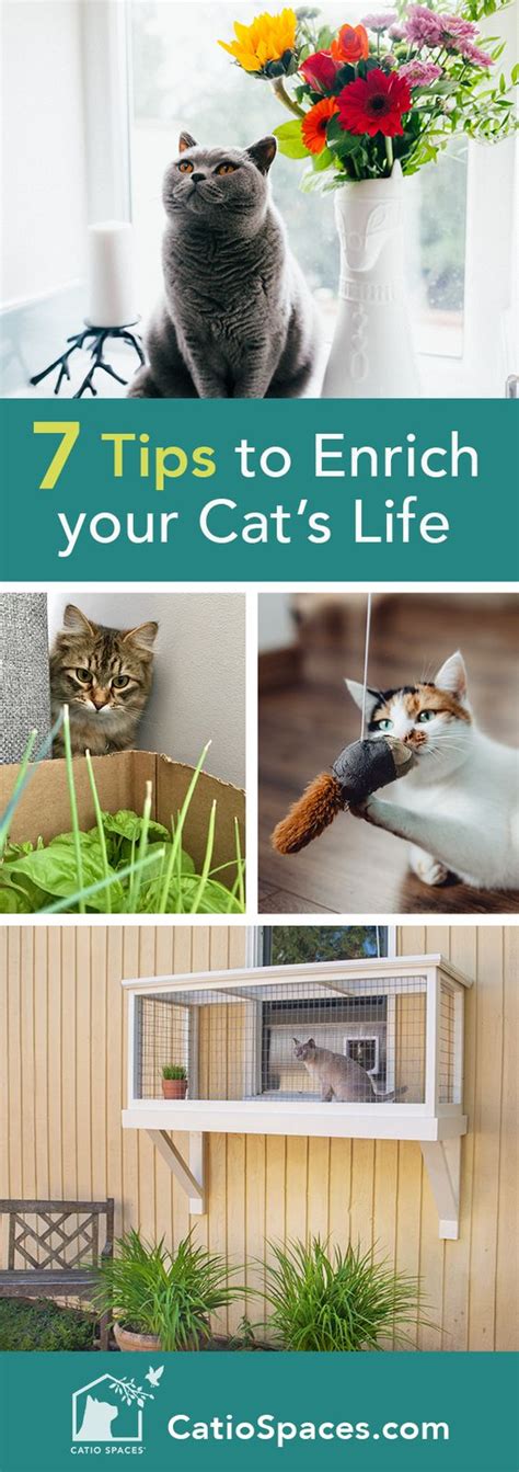 7 Ways To Enrich The Life Of Your Cat In The New Year Catio Spaces