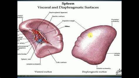 Anatomy Of Spleen Youtube