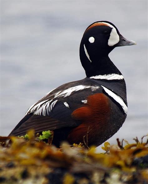 Harlequin Duck Pretty Birds Beautiful Birds Animals Beautiful