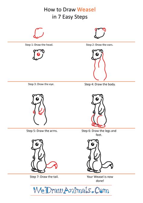 How To Draw A Cute Weasel