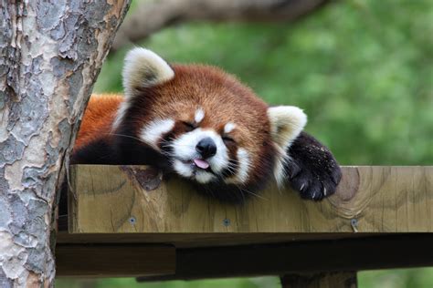 Related questions about panda diet. Let's talk about what we can do to help red pandas