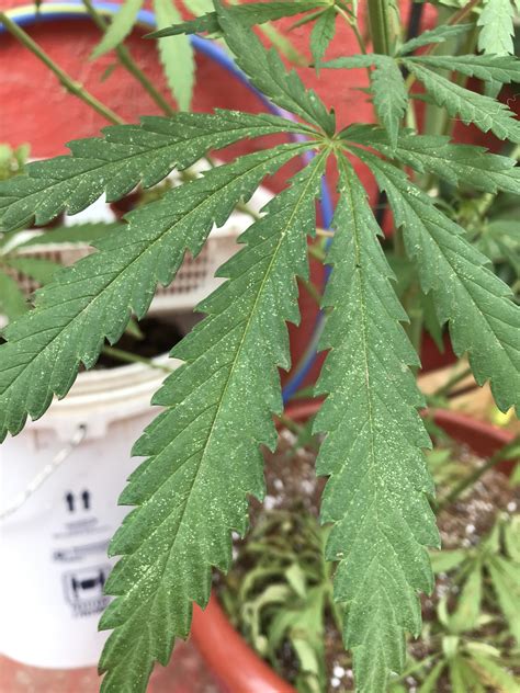 White spots on palm leaves are relatively rare and. The leaves are driying and have brown and white spots ...