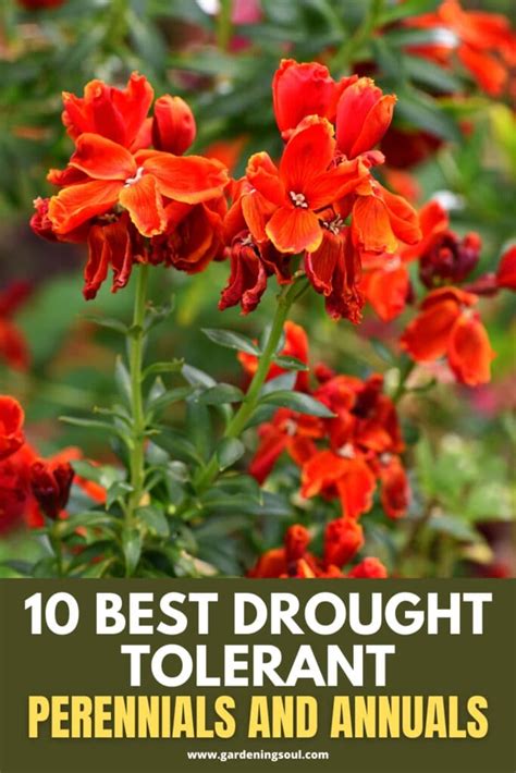 10 Best Drought Tolerant Perennials And Annuals