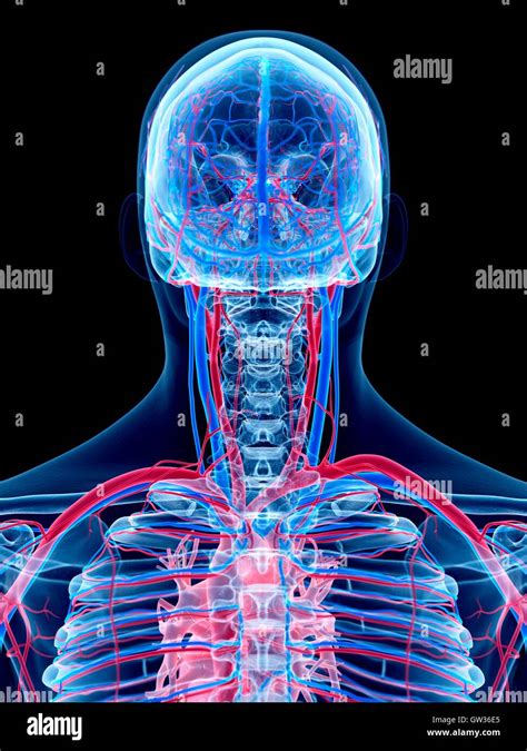 Human Vascular System Of The Head And Neck Illustration Stock Photo
